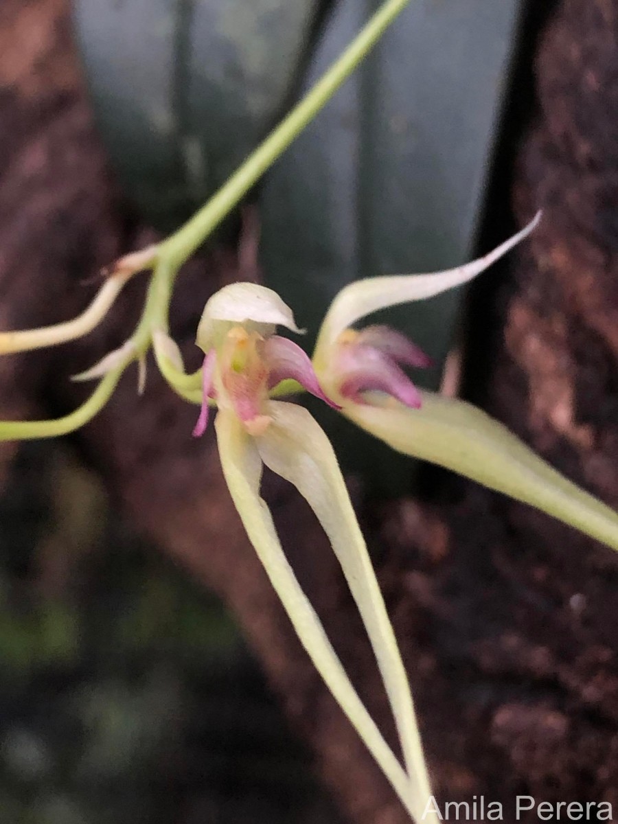 Bulbophyllum macraei (Lindl.) Rchb.f.